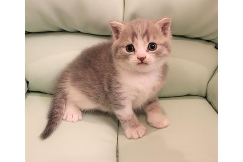 成約済の大阪府のスコティッシュフォールド-6545